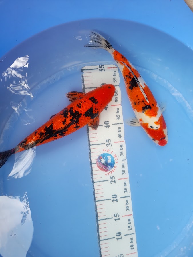 Sơn trần koi ( bán cá koi )