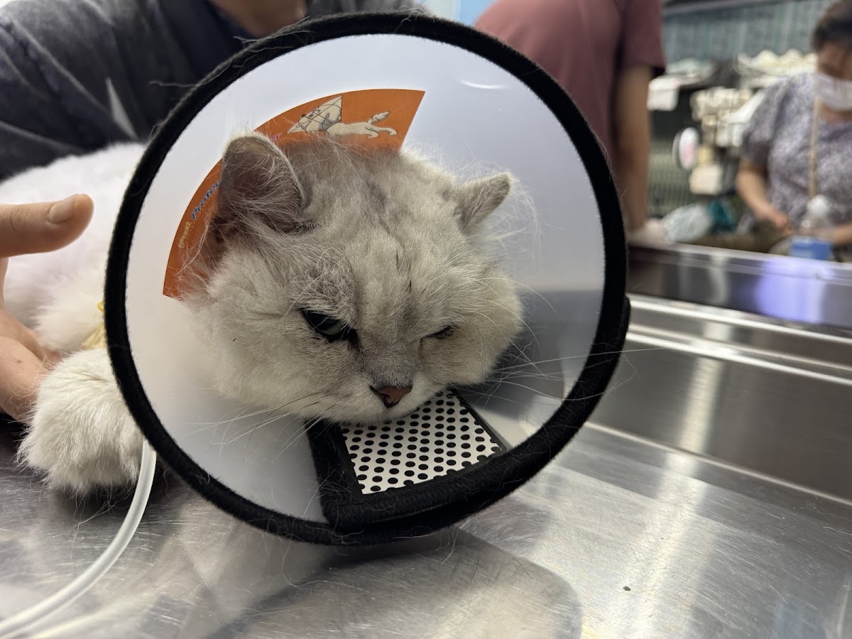 PHÒNG KHÁM THÚ Y 24H ĐÀ NẴNG - FamilyPet Clinic - 191/32 Đỗ Quang