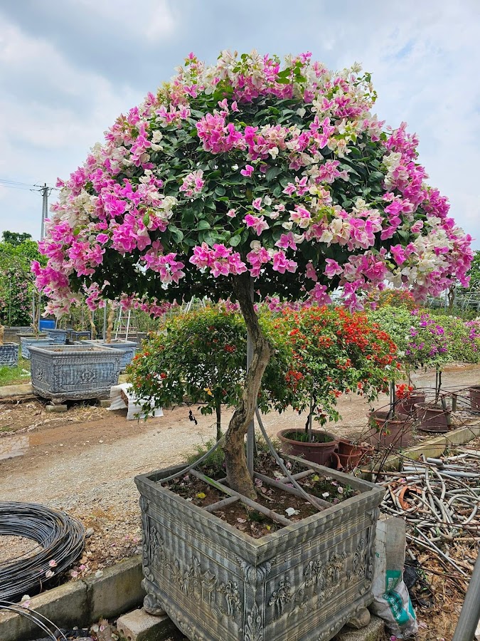 Nhà vườn Anh Dũng Garden