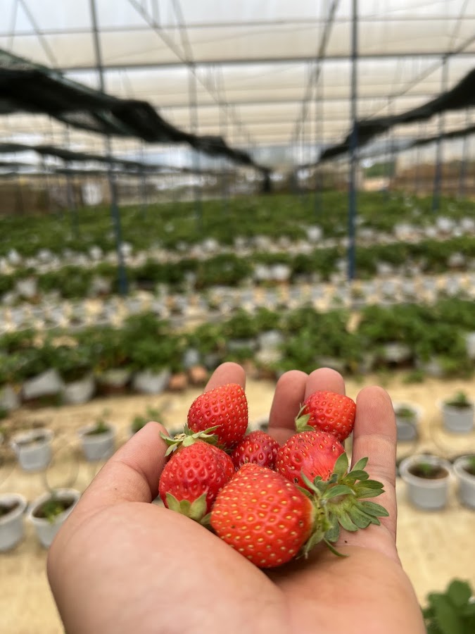 Farm Anh Tiến