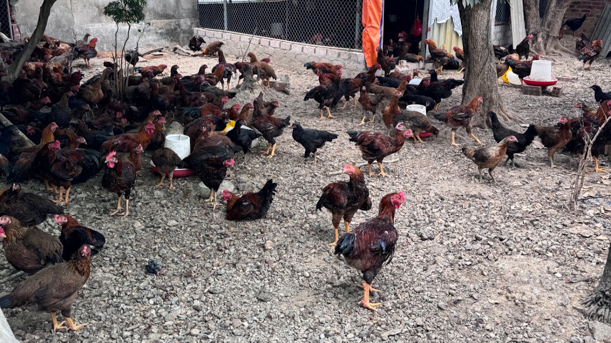 Trang Trại Gà Đinh Quang Khải