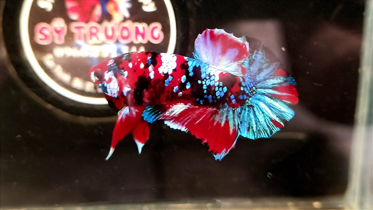 Sỹ Trương Betta-Guppy Farm