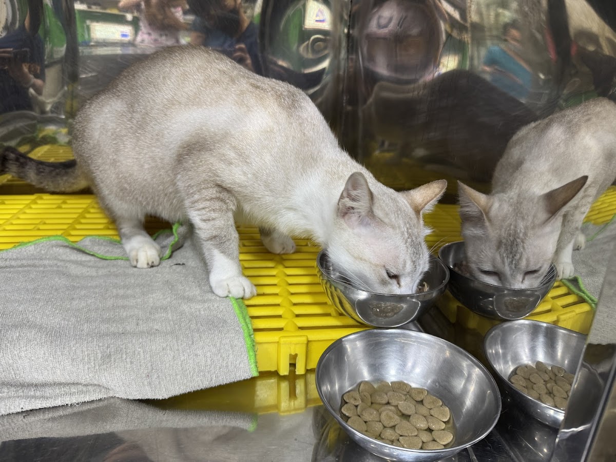 Phòng Khám Thú Y Chợ Lớn Chi Nhánh 2