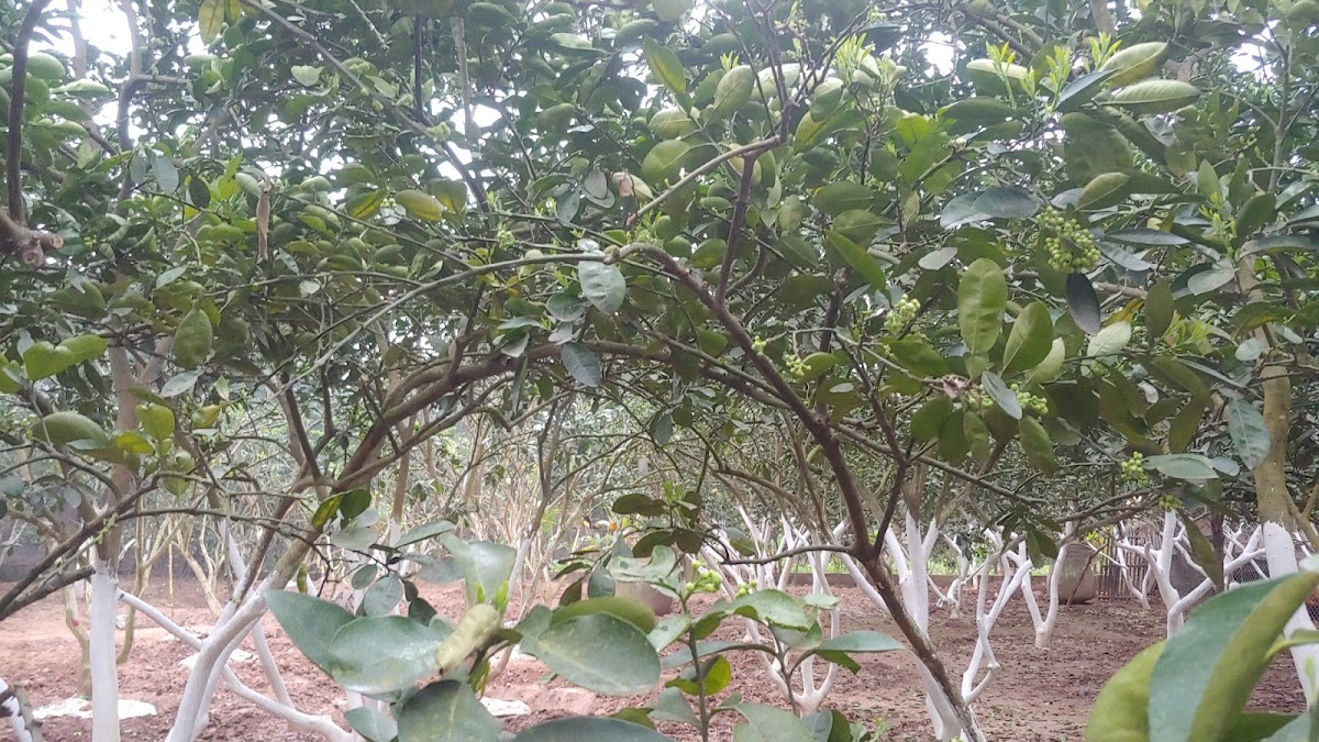 Trang trại bưởi diễn ông Hồng