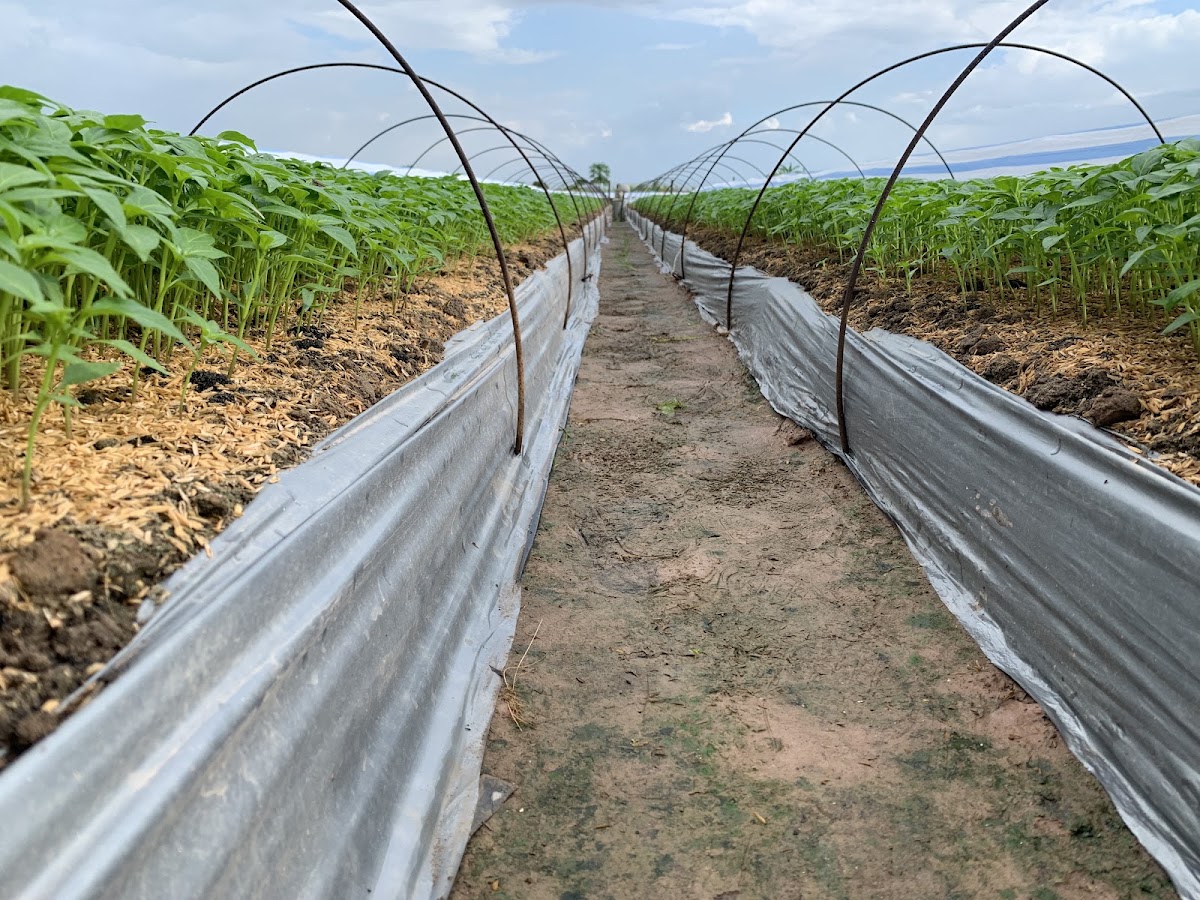 Nhà vườn Định Gấm