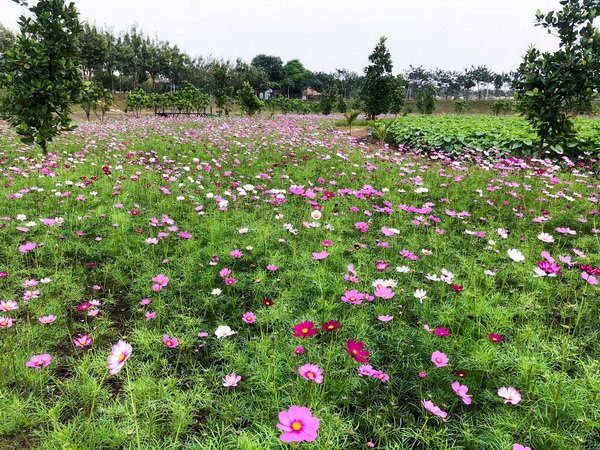 Phù Đổng Green Park