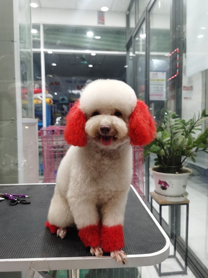 THÚ Y - THÚ CƯNG 2PET TÂN ĐÔ