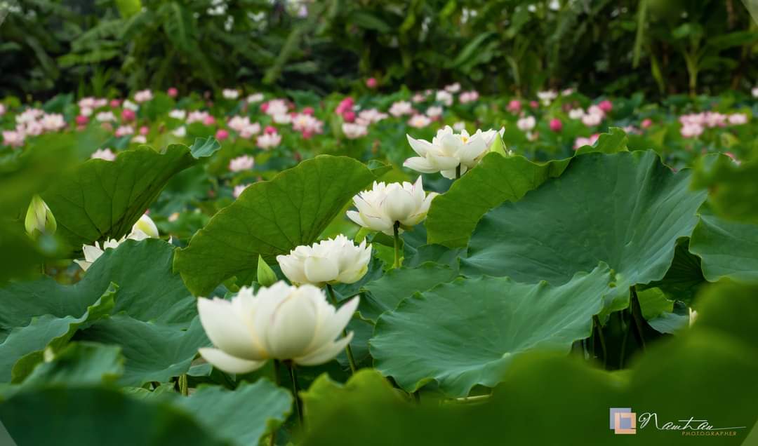 Đầm Sen Tịnh Đế Cầu Móng-Sen Nhị Sắc Cầu Móng