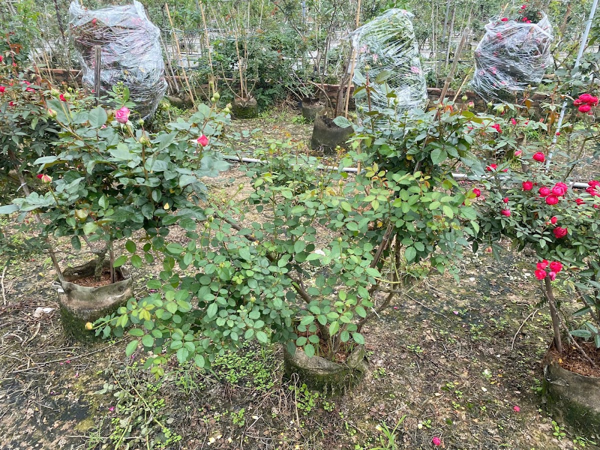 Nhà Vườn Hoa Hồng Châm Dũng