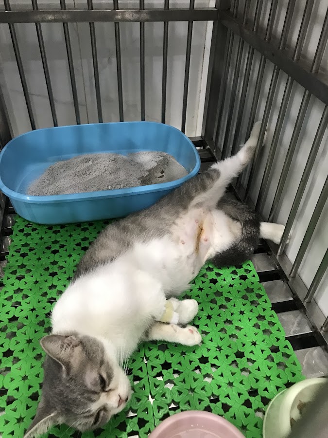 Bệnh viện Thú Y AniPet