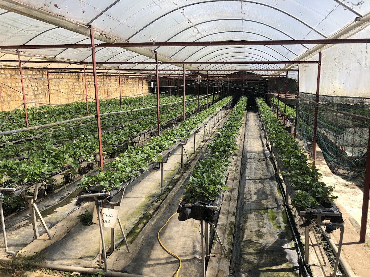 CÀ CHUA ĐEN FARM
