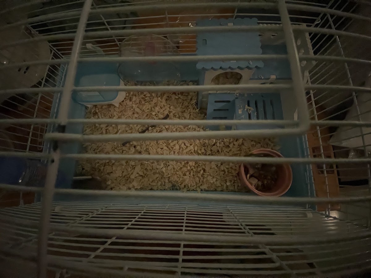 Hamster Nhà Nơ