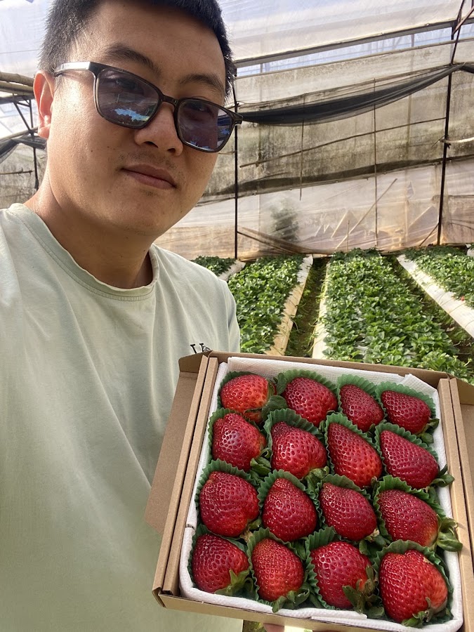 Vườn dâu khải farm 2