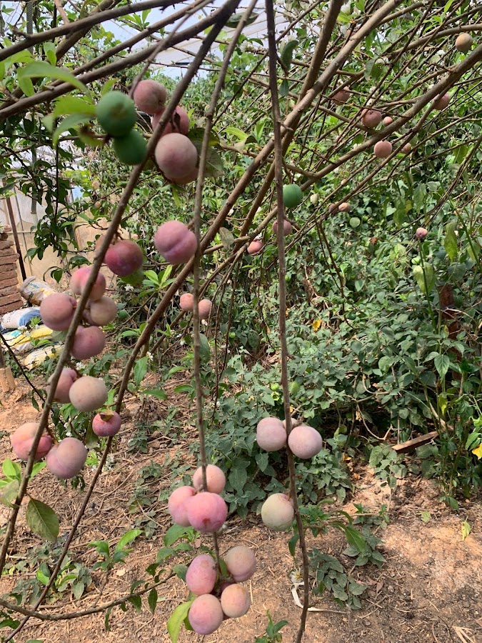 Vườn mận Ông Thành