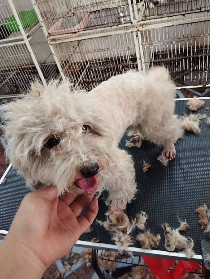 Hải Phòng Pet Clinic