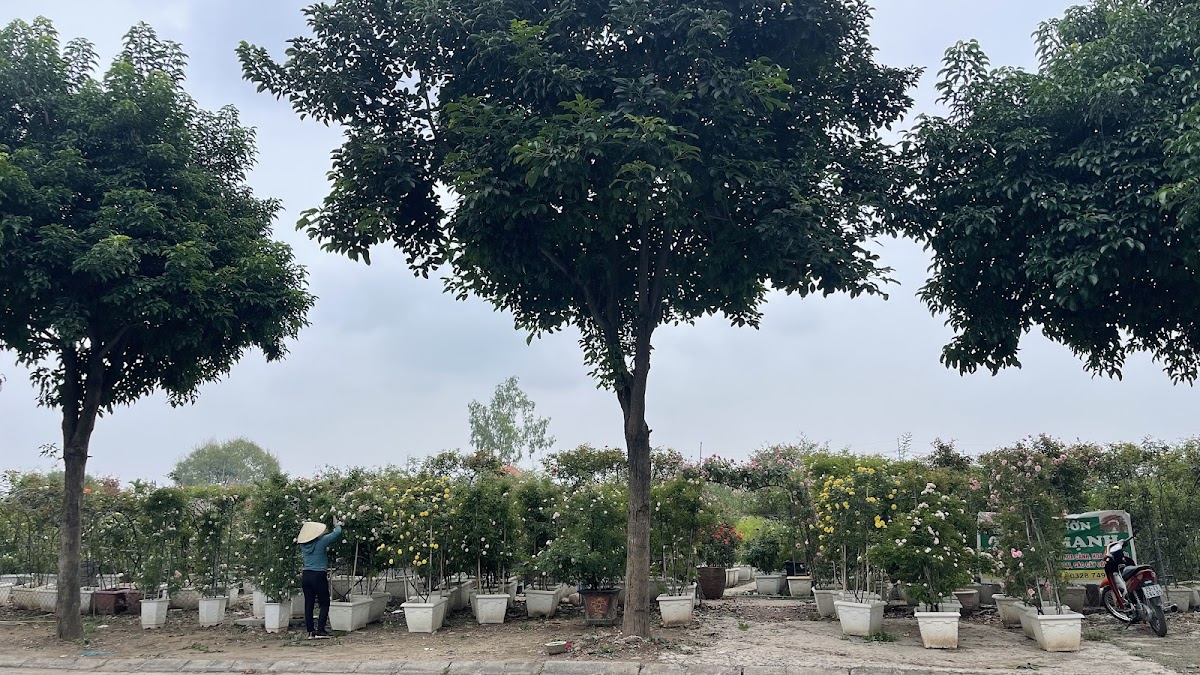 Nhà vườn Thuỷ Mạnh