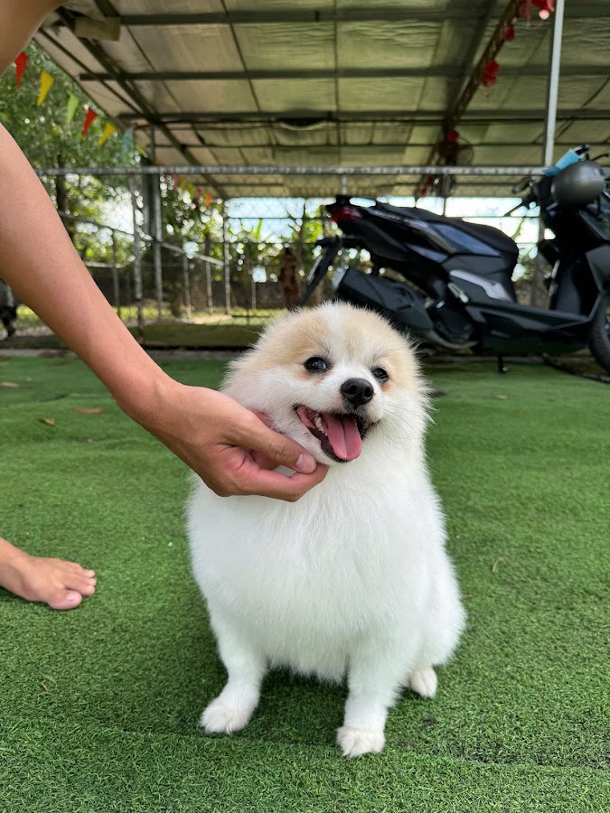 Trung Tâm huấn luyện chó Toàn Phát