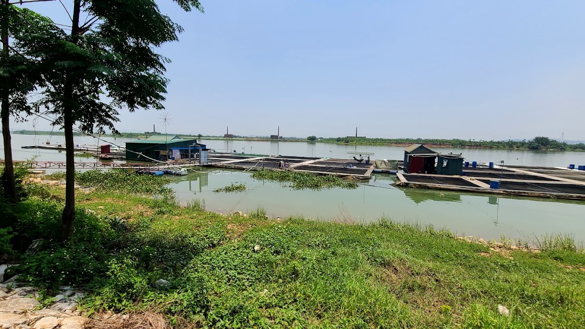 Cá Lồng Thập Hoa