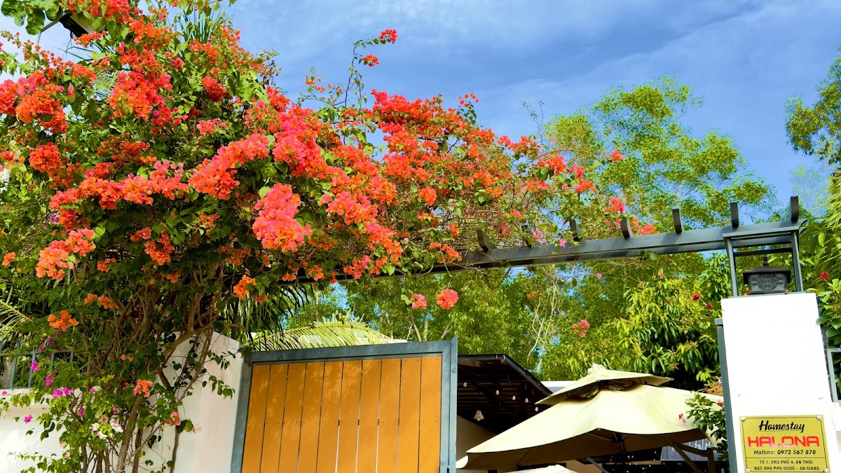 Homestay halona