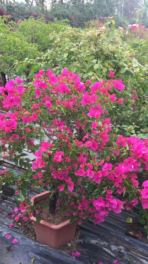 Hoa Giấy Phù Đổng