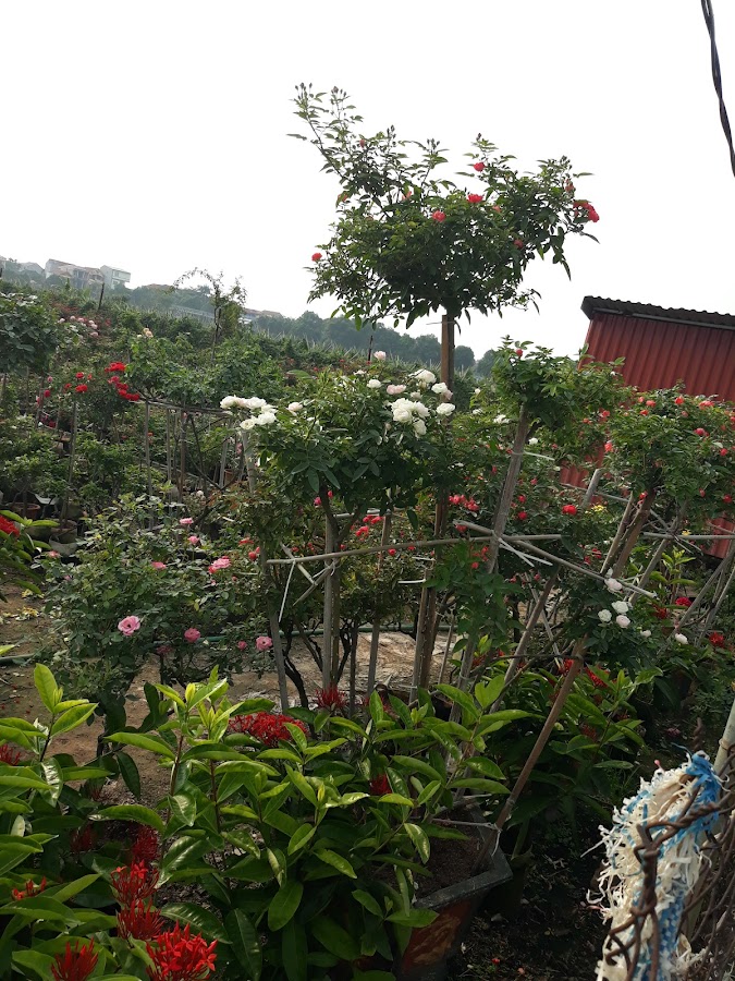 Làng Hoa Mê Linh